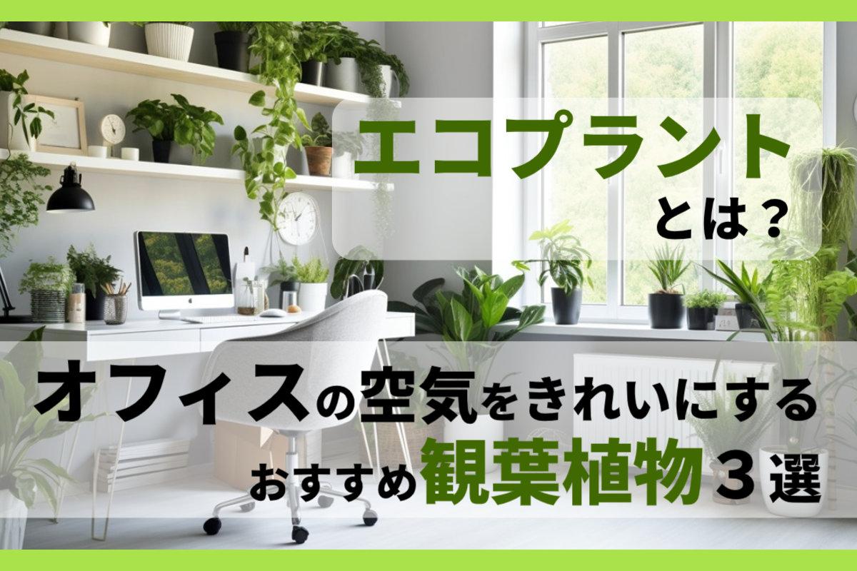 エコプラントとは？オフィスの空気をきれいにするおすすめ観葉植物3選